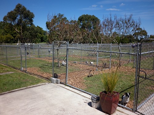 Dog And Cattery Boarding Kennels Dog And Cattery Boarding Kennels